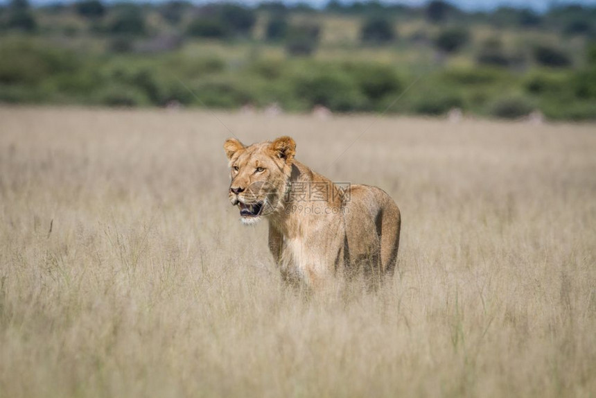 狮子站在博茨瓦纳中部卡拉哈里高原的草上图片