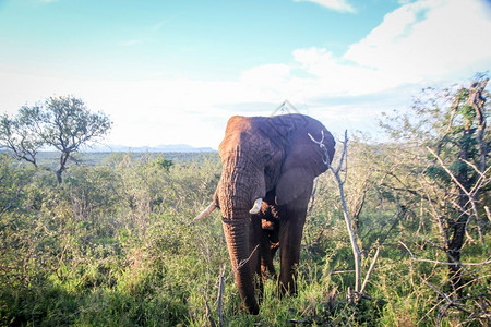 大象以南非克鲁格公园的摄像头为主图片