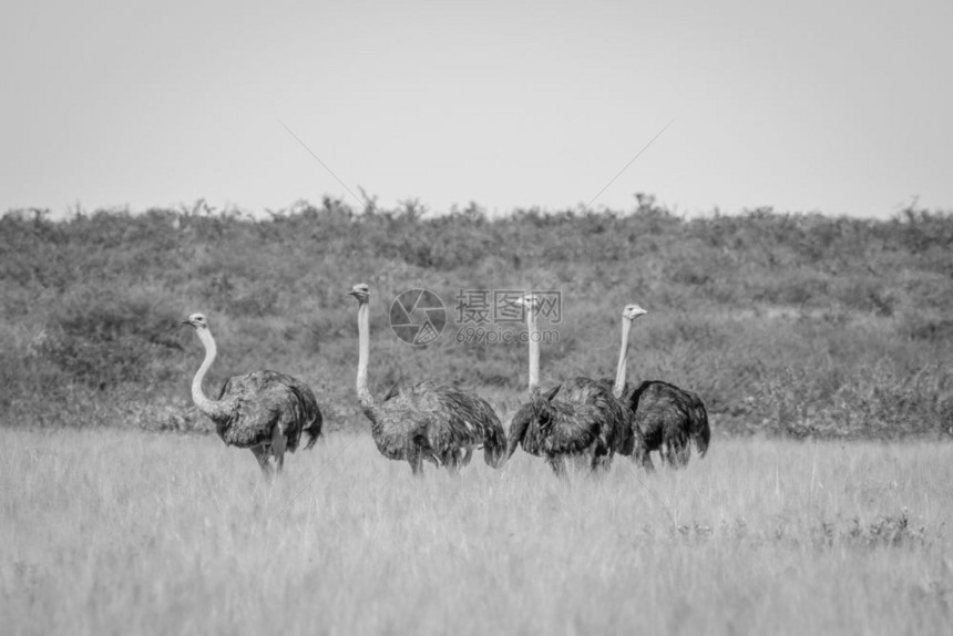 在博茨瓦纳中部卡拉哈里的黑白高草地上站立图片