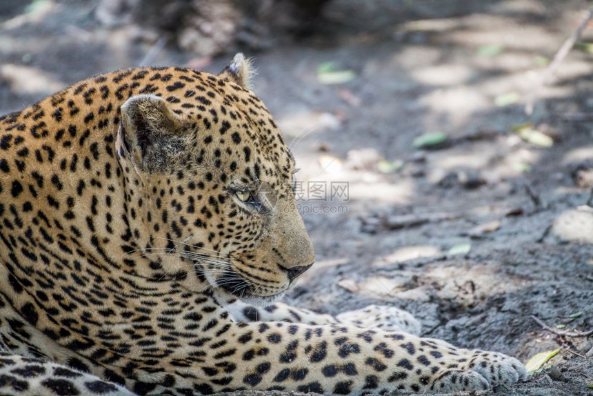 大雄豹在南非克鲁格公园关门图片