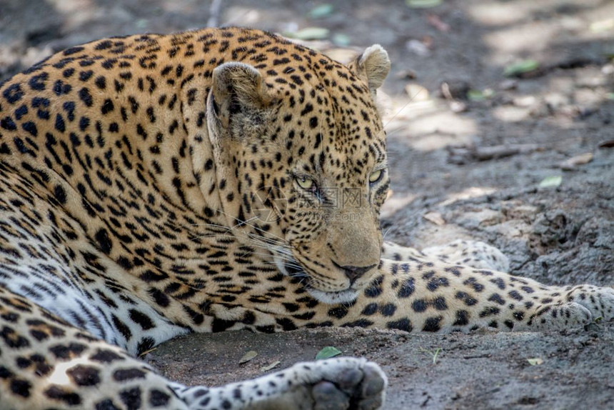 大雄豹躺在南非克鲁格公园图片