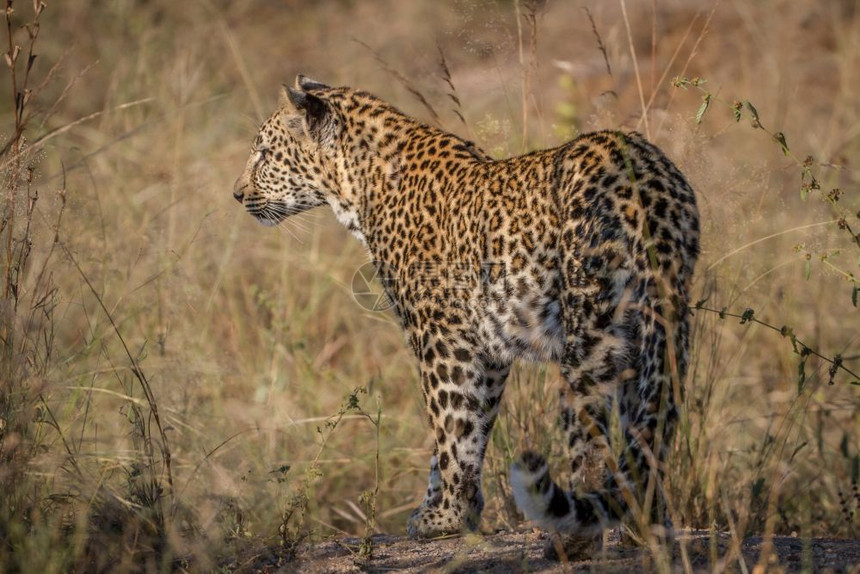 豹子在南非克鲁格公园的草地上图片