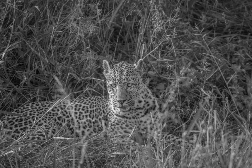 豹子在南非克鲁格公园黑白地躺在草上图片