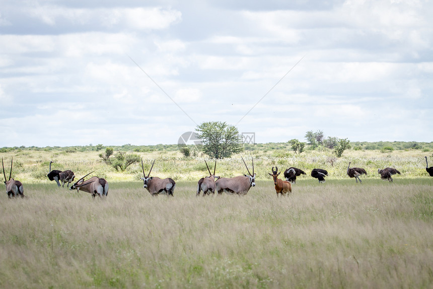 博茨瓦纳中部卡拉哈里高草地的奥斯特里亚人Gemsbok人和Redhartebeest人图片