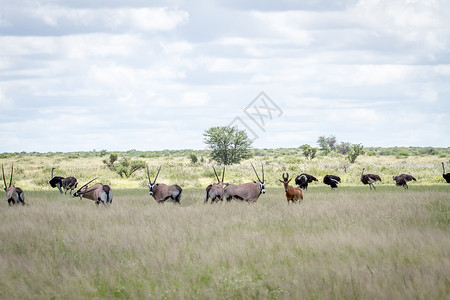 高鼻羚羊博茨瓦纳中部卡拉哈里高草地的奥斯特里亚人Gemsbok人和Redhartebeest人背景