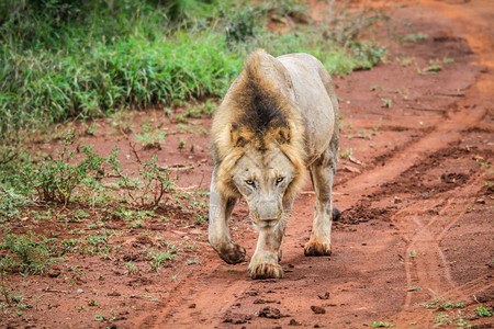 男狮子走向南非克鲁格公园的摄像头图片