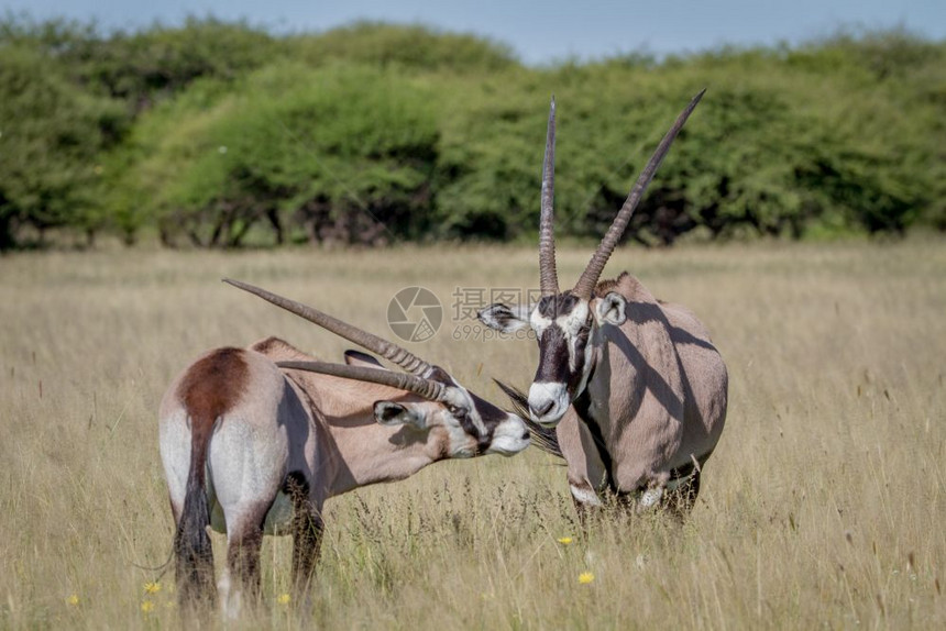 2个Gemsbok连接在博茨瓦纳中部卡拉哈里的草地上图片