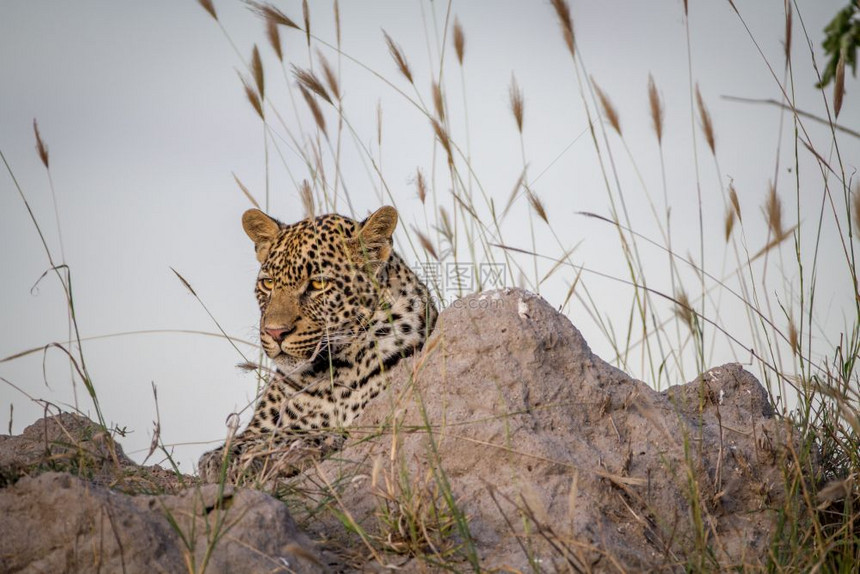 年轻的豹子在南非克鲁格公园一座白蚁山上躺下图片