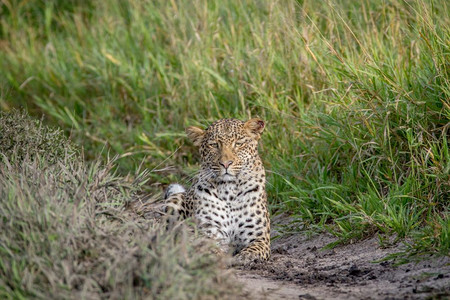 豹子跟踪博茨瓦纳卡拉哈里中部的摄像头图片