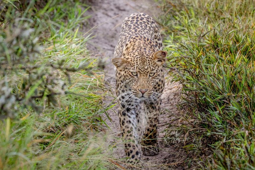 豹子朝博茨瓦纳卡拉哈里中部的摄像头走去图片