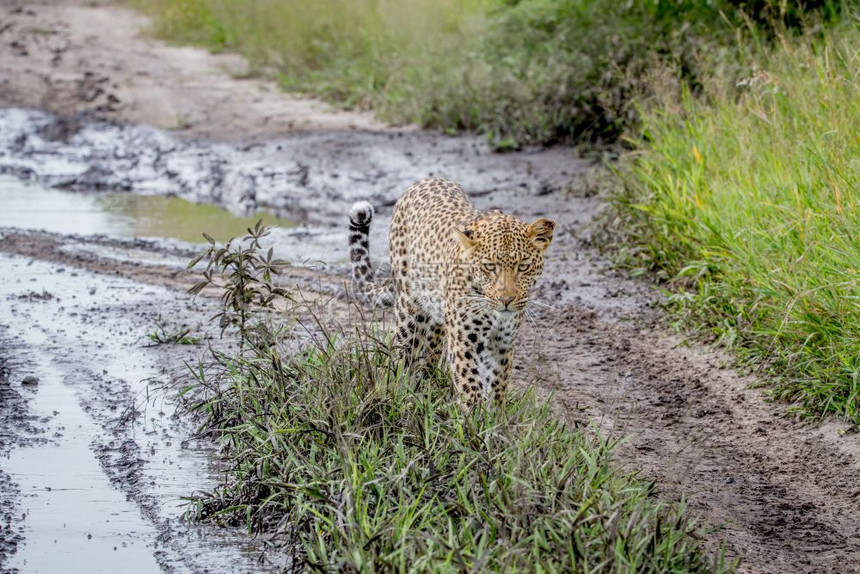 豹子朝博茨瓦纳卡拉哈里中部的摄像头走去图片
