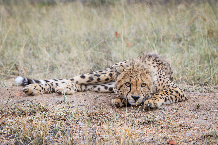 Cheetah在南非克鲁格公园的摄像头上表演图片