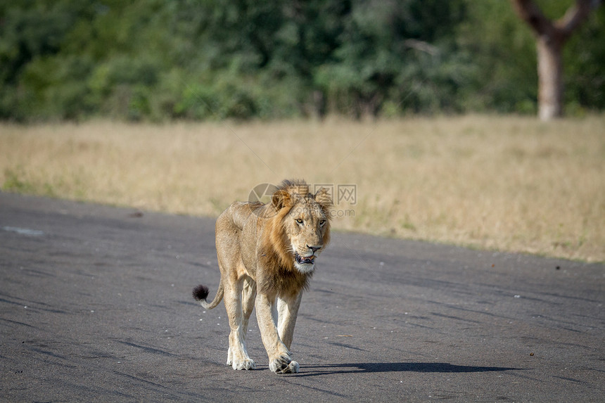 马里狮子在南非克鲁格公园的路上行走图片