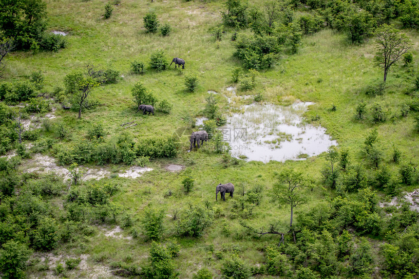 博茨瓦纳奥卡万戈三角洲大象群的空中景图片