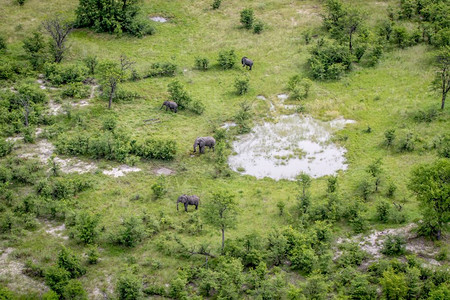 大象通道博茨瓦纳奥卡万戈三角洲大象群的空中景背景