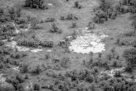 博茨瓦纳奥卡万戈三角洲黑白大象群的空中景图片