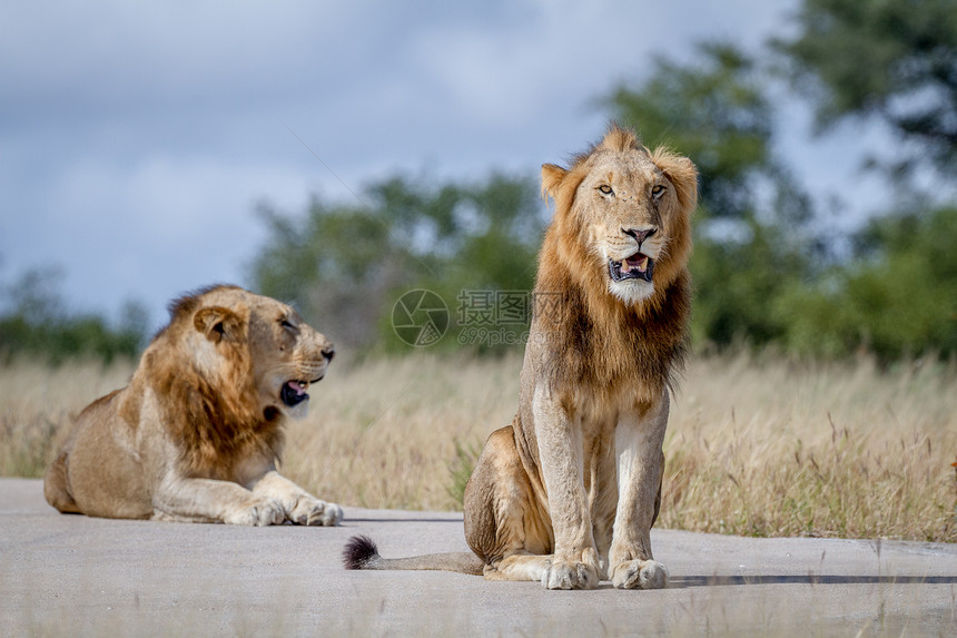 两个狮子兄弟在南非克鲁格公园的路上图片