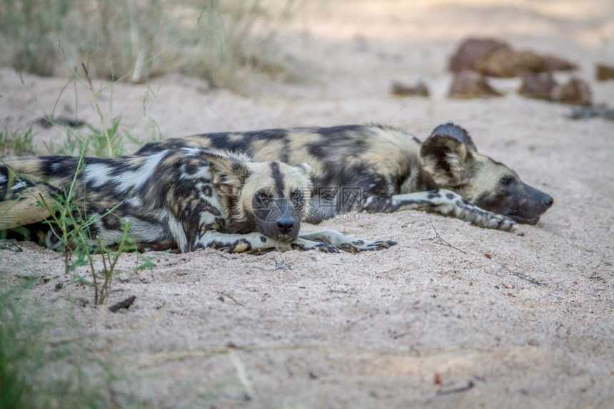 非洲野狗躺在南克鲁格公园的沙地上图片