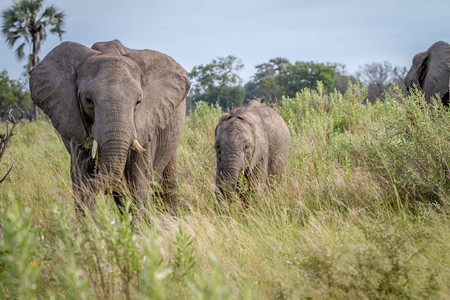 大象在博茨瓦纳乔贝公园的草地上吃食图片