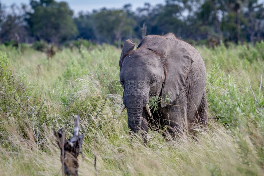 大象在博茨瓦纳乔贝公园的草地上吃东西图片
