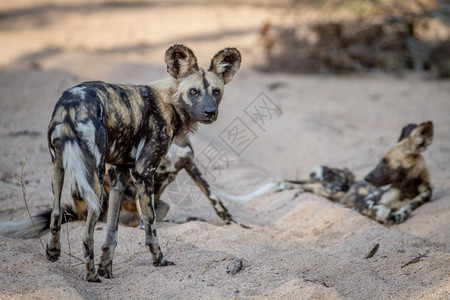 在南非克鲁格公园的沙子里埋着一包非洲野狗图片