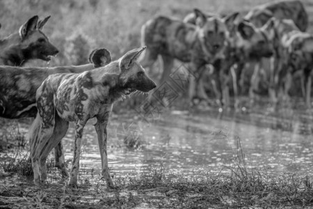 一群非洲野狗在南克鲁格公园的黑白水池中饮用图片