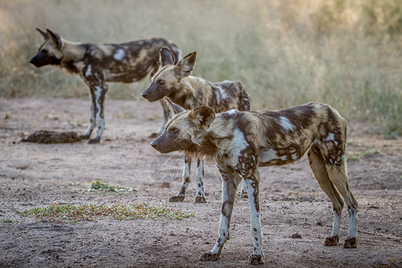 南非克鲁格公园的非洲野狗图片