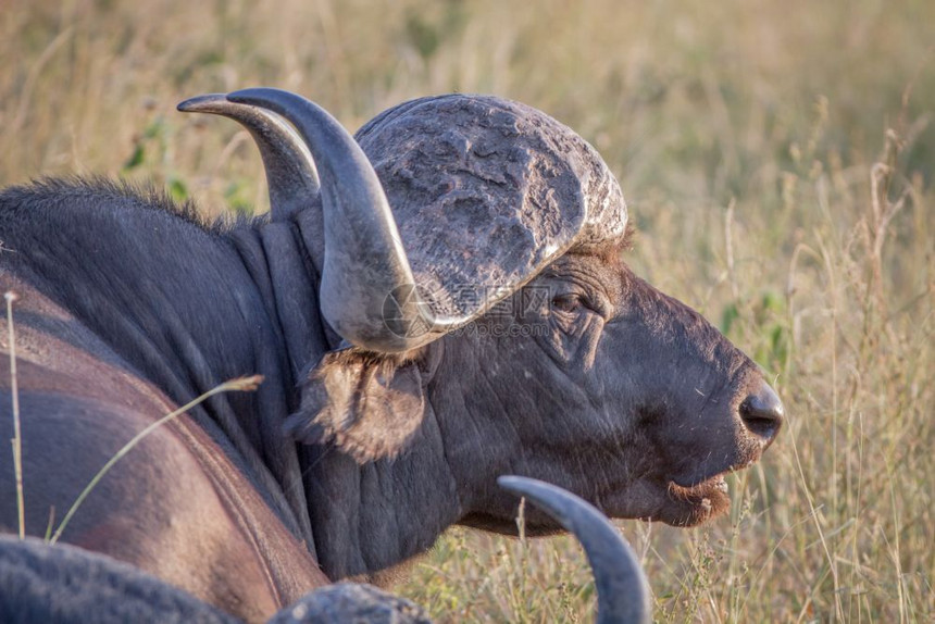 南非克鲁格公园一头非洲水牛的侧面简介图片