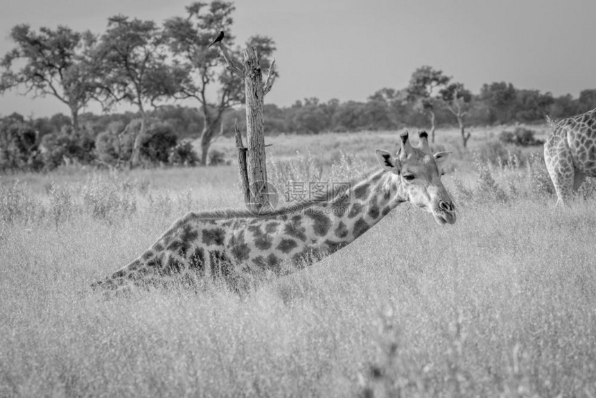 Giraffe坐在草地上博茨瓦纳奥卡万戈三角洲吃黑白食物图片