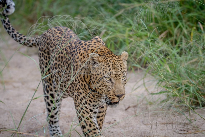 豹子在南非克鲁格公园的沙地上行走图片