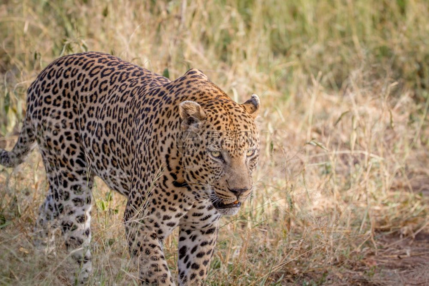 大雄豹在南非克鲁格公园的草地上行走图片