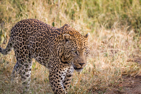 大雄豹在南非克鲁格公园的草地上行走图片