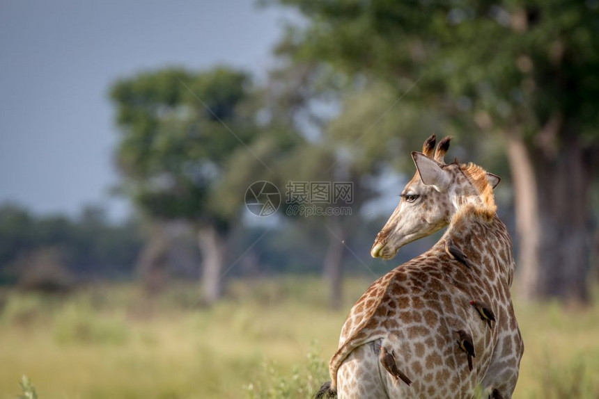 Giraffe从博茨瓦纳奥卡万戈三角洲的后面拍照图片