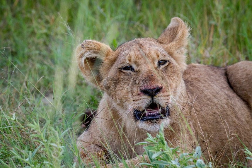 狮子幼崽以博茨瓦纳奥卡万戈三角洲的摄像头为主图片