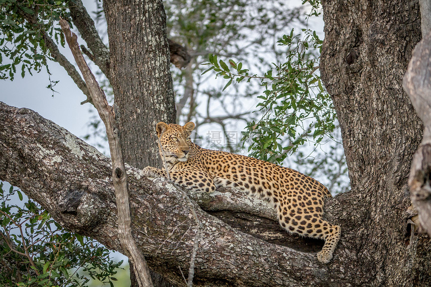 豹子躺在博茨瓦纳奥卡万戈三角洲的一个分支上图片