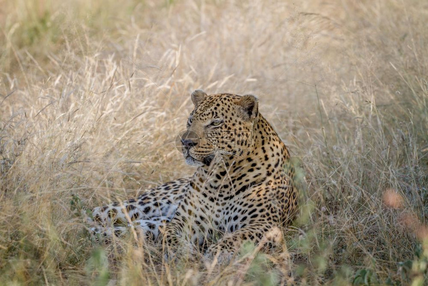 大雄豹在南非克鲁格公园的草地上躺下图片