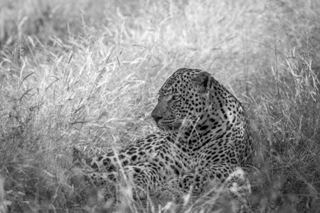 大雄豹在南非克鲁格公园黑白躺在草地上图片