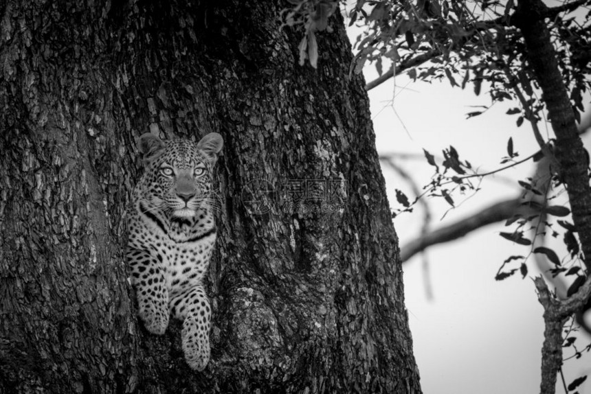 在博茨瓦纳奥卡万戈三角洲的一棵树上偷窥个黑白洞的豹子图片