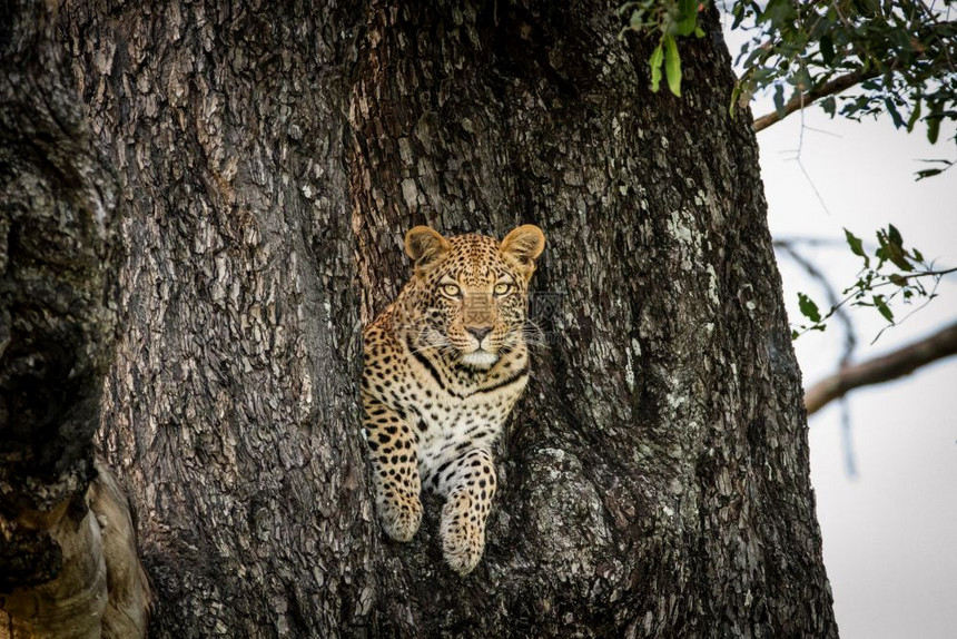 在博茨瓦纳奥卡万戈三角洲的一棵树上偷窥个洞的豹子图片