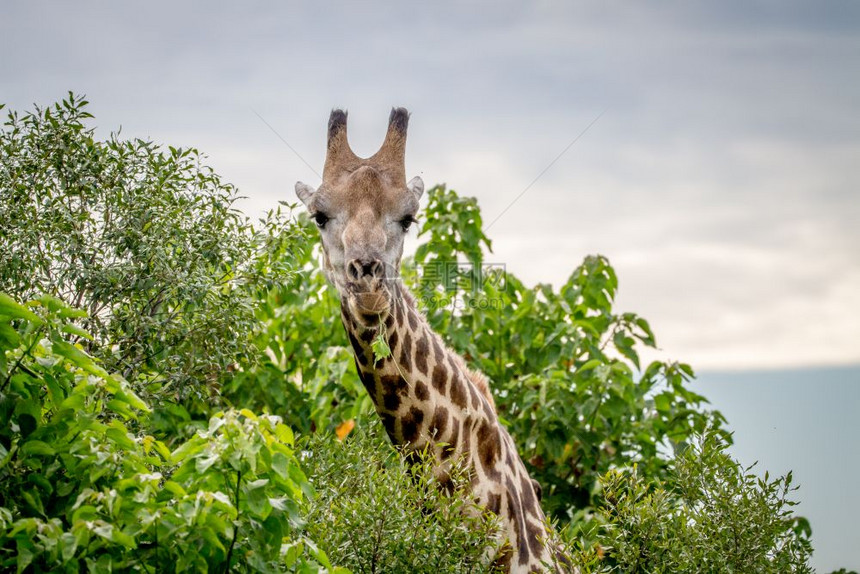 在博茨瓦纳奥卡万戈三角洲的树丛之间以摄影机为主的长颈鹿图片