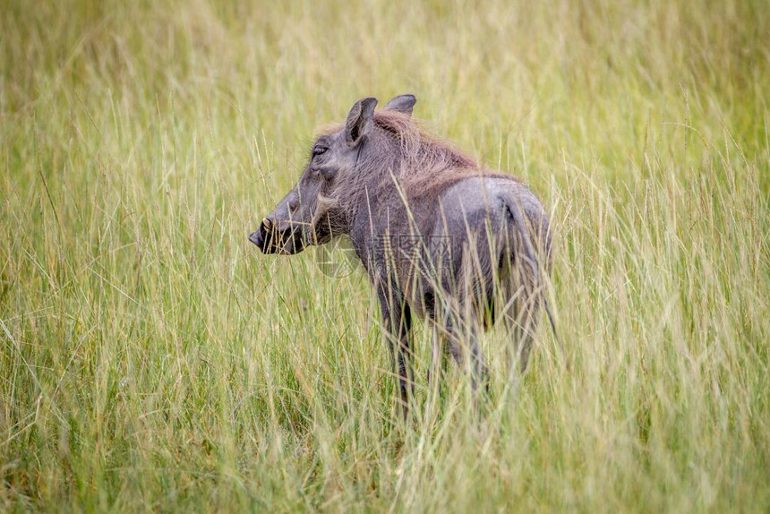 在博茨瓦纳奥卡万戈三角洲的高草地之间站立的野猪图片