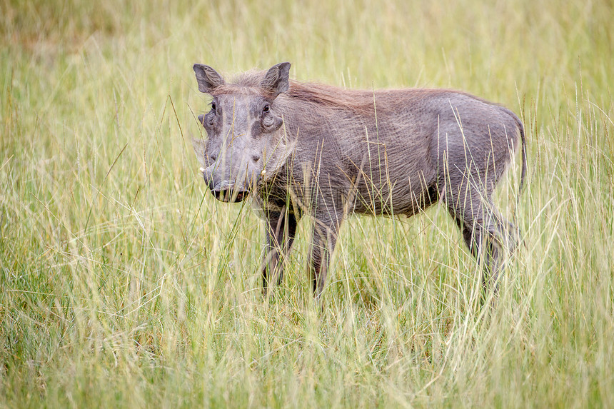 在博茨瓦纳奥卡万戈三角洲的高草地之间站立的野猪图片