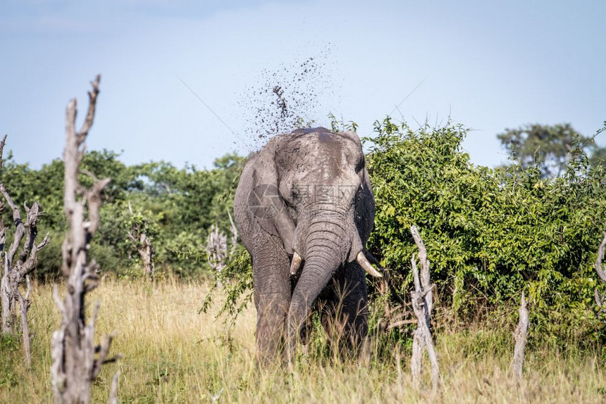 大象在博茨瓦纳乔贝公园背上扔泥土图片