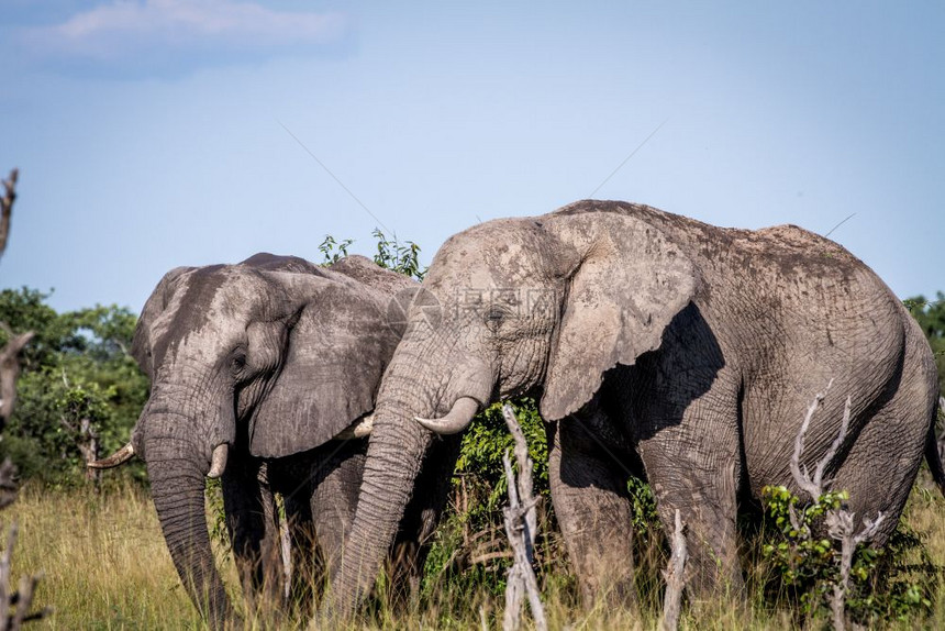 两只大象站在博茨瓦纳乔贝公园的草地上图片