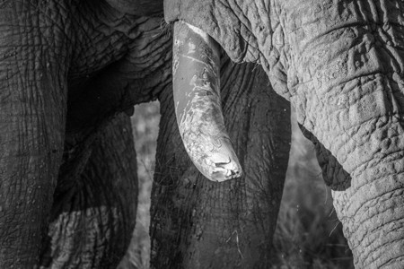 博茨瓦纳乔贝公园的黑白大象牙附近图片