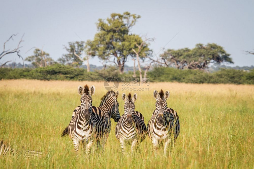 以博茨瓦纳乔贝公园的摄像头为主Zebras集团图片