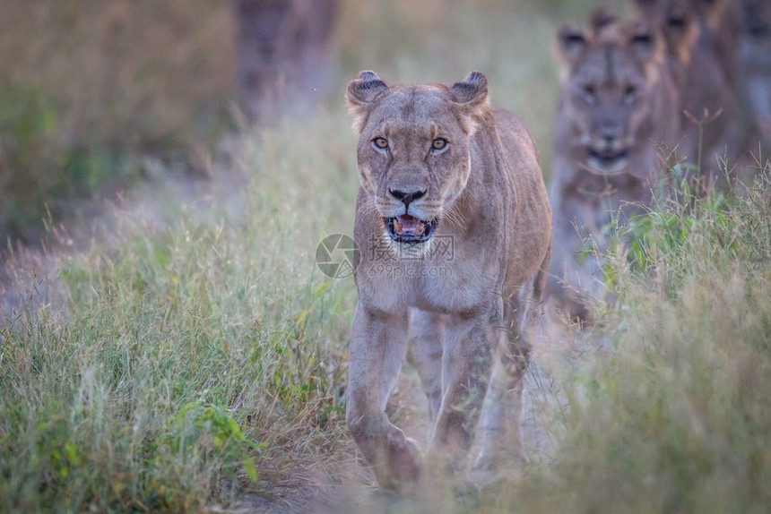 女狮走向博茨瓦纳乔贝公园的摄像头图片