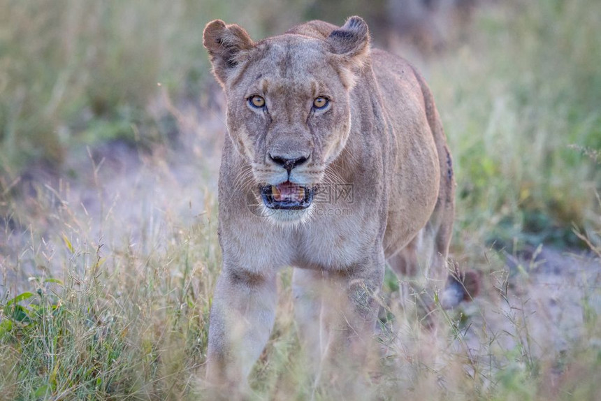 女狮走向博茨瓦纳乔贝公园的摄像头图片