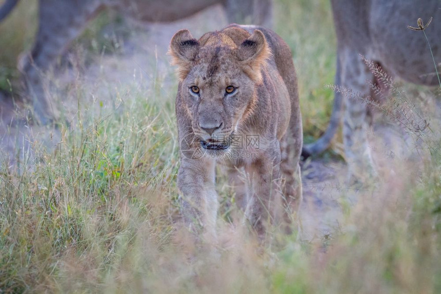 狮子走向博茨瓦纳乔贝公园的摄像头图片