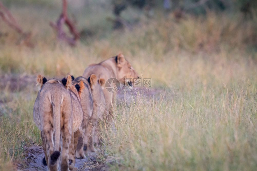 一群狮子离开博茨瓦纳乔贝公园的摄像头图片